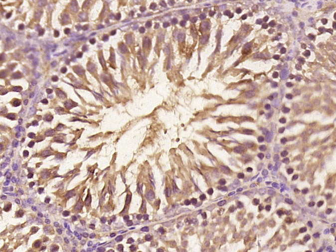 C20orf134 Rabbit pAb(bs-15093R