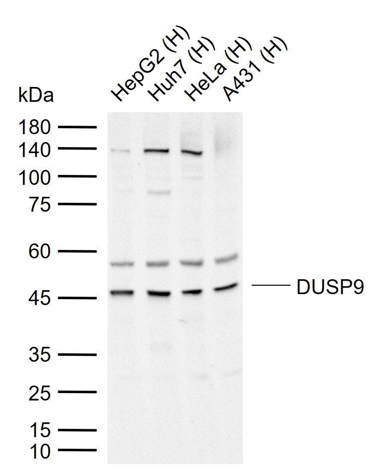 DUSP9 Rabbit pAb(bs-14461R)-50