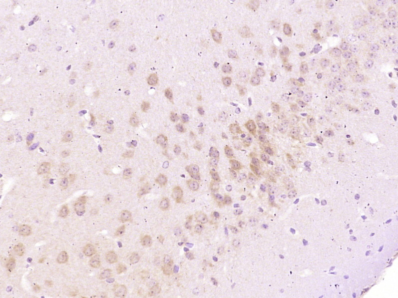 AMPK b1 Mouse mAb(bsm-33426M)-