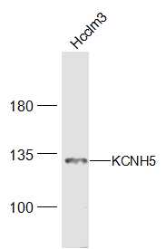 KCNH5 Rabbit pAb(bs-16886R)-50