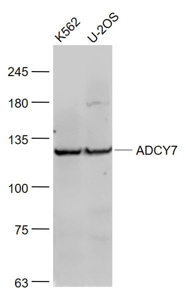 ADCY7 Rabbit pAb(bs-3924R)-50u