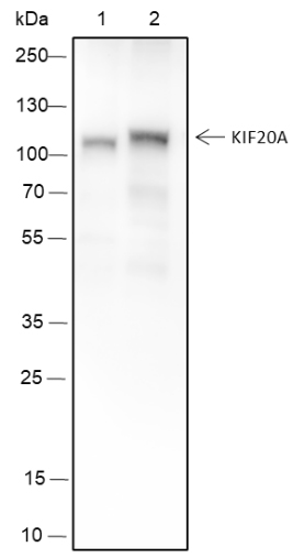 KIF20A Recombinant Mouse mAb(b