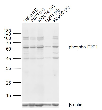phospho-E2F1 (Ser332) Rabbit p