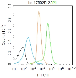 phospho-NFKB p65 (Ser281) Rabb