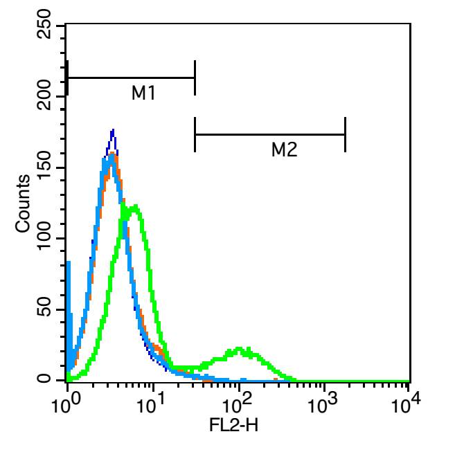 PAX8 Rabbit pAb(bs-1201R)-50ul