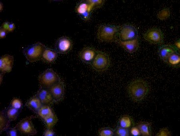 HBcAg Rabbit pAb(bs-15455R)-50