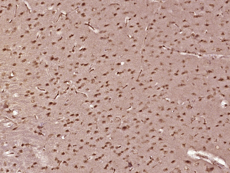 NHP2L2 Rabbit pAb(bs-19237R)-5