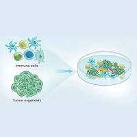 类器官-免疫细胞共培养模型