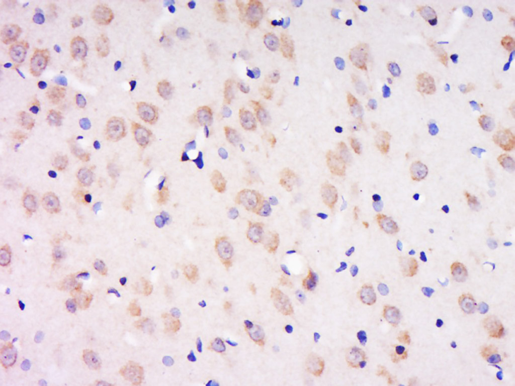 phospho-Kv2.1 (Tyr128) Rabbit