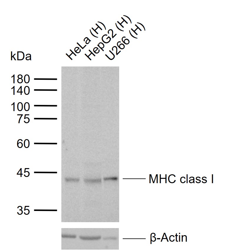 MHC class I Recombinant Rabbit