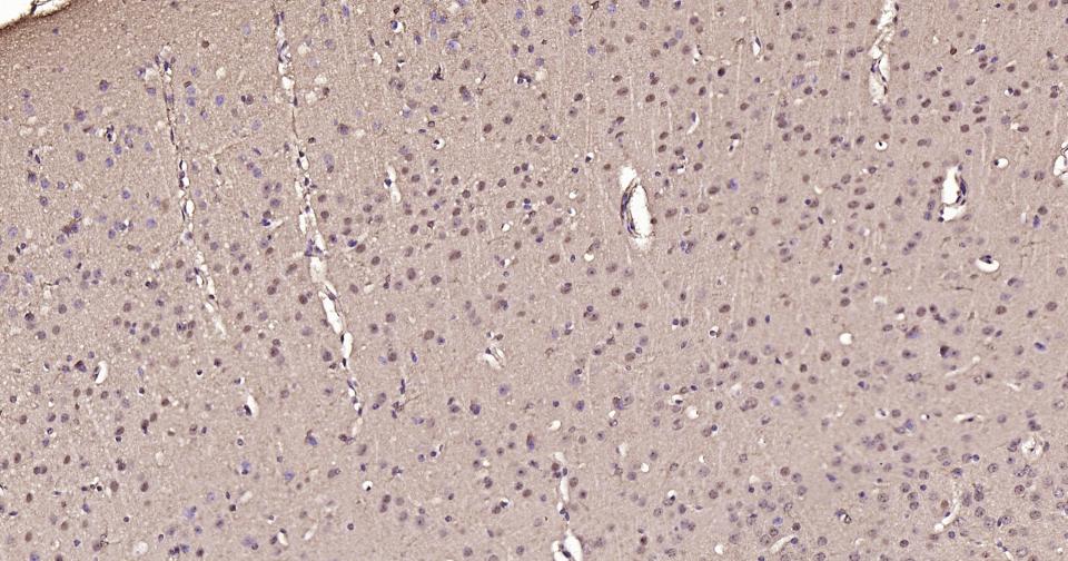 GAPDH Rabbit pAb, Loading Cont