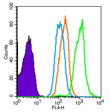 CD1B Rabbit pAb(bs-23494R)-50u