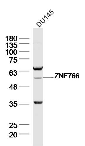 ZNF766 Rabbit pAb(bs-16492R)-5