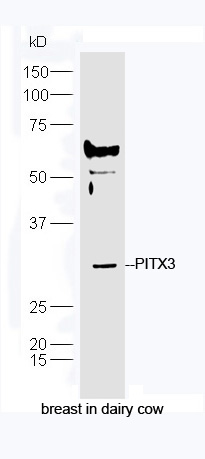 PITX3 Rabbit pAb(bs-2364R)-50u