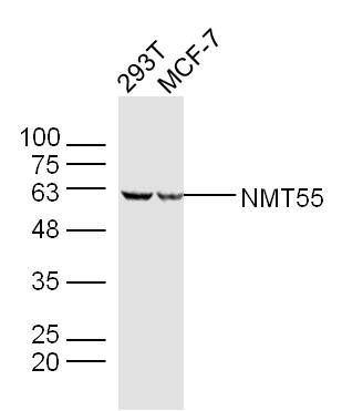 NMT55 Rabbit pAb(bs-19299R)-50