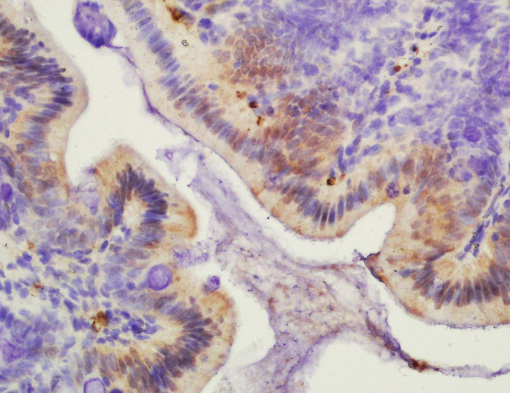 Histone H2A/H2A.1 Rabbit pAb(b