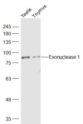 Exonuclease 1 Rabbit pAb(bs-13