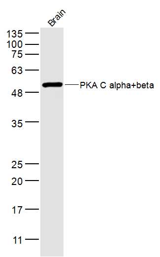 PKA C alpha + beta Rabbit pAb(
