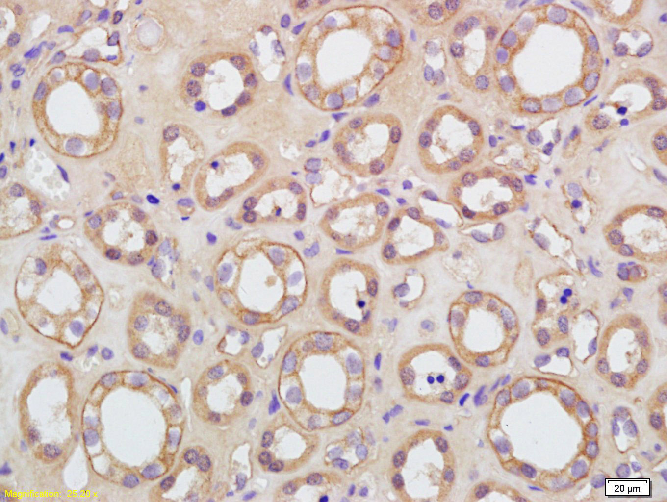 KCNA7 Rabbit pAb(bs-3656R)-50u