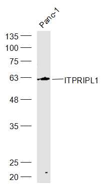 ITPRIPL1 Rabbit pAb(bs-17187R)