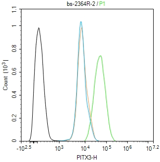 PITX3 Rabbit pAb(bs-2364R)-50u