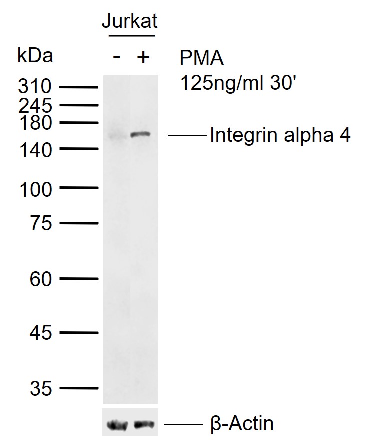 Integrin alpha 4 Rabbit pAb(bs