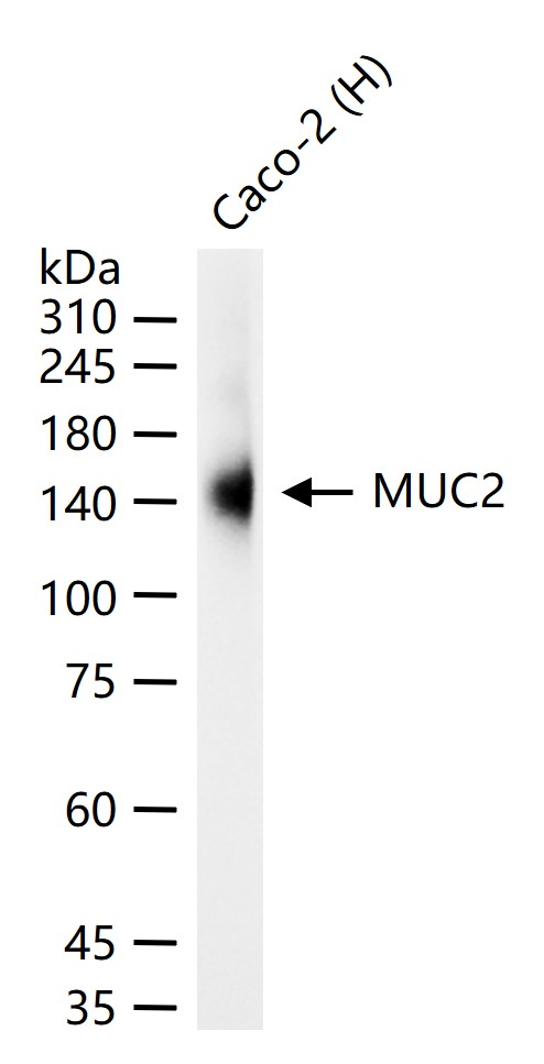 MUC2 Rabbit pAb(bs-60331R)-50u