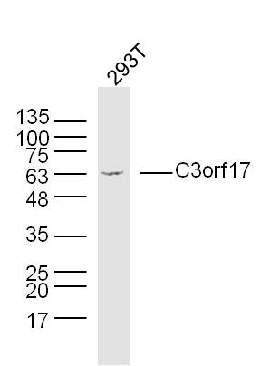 C3orf17 Rabbit pAb(bs-9824R)-5