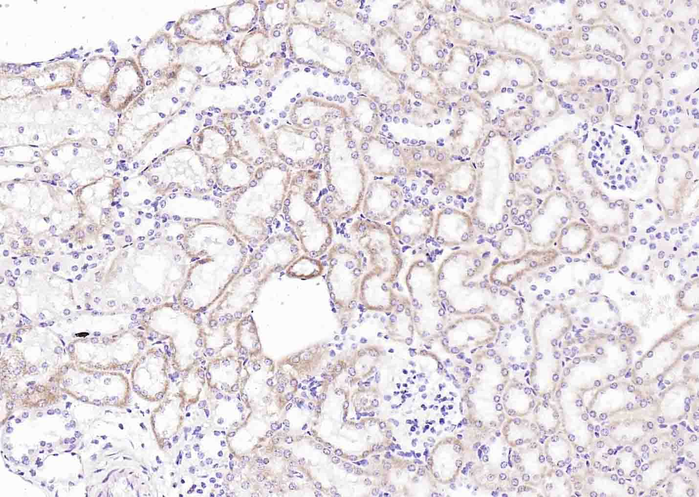 C1orf149 Rabbit pAb(bs-9219R)-