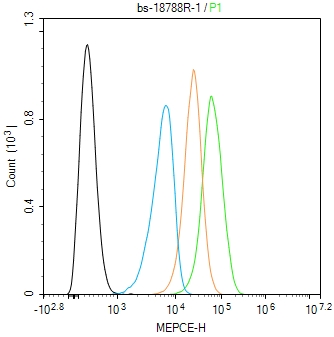 MEPCE Rabbit pAb(bs-18788R)-50