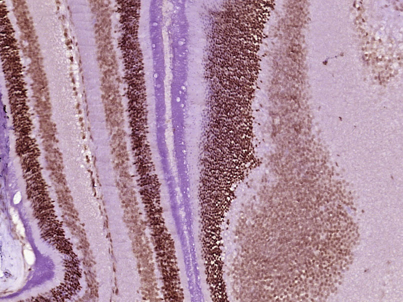 phospho-Rb (Ser612) Rabbit pAb