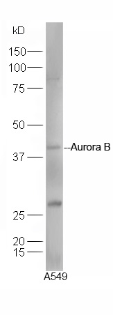 Aurora B Rabbit pAb(bs-2445R)-