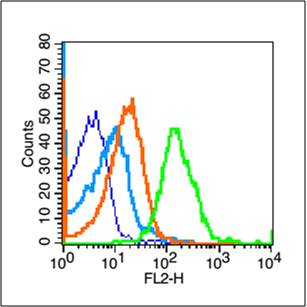 phospho-TERT (Ser1125) Rabbit 