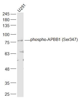 phospho-APBB1 (Ser347) Rabbit 