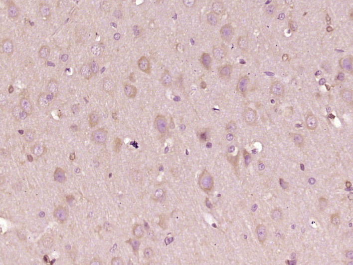 PDZD8 Rabbit pAb(bs-9043R)-50u