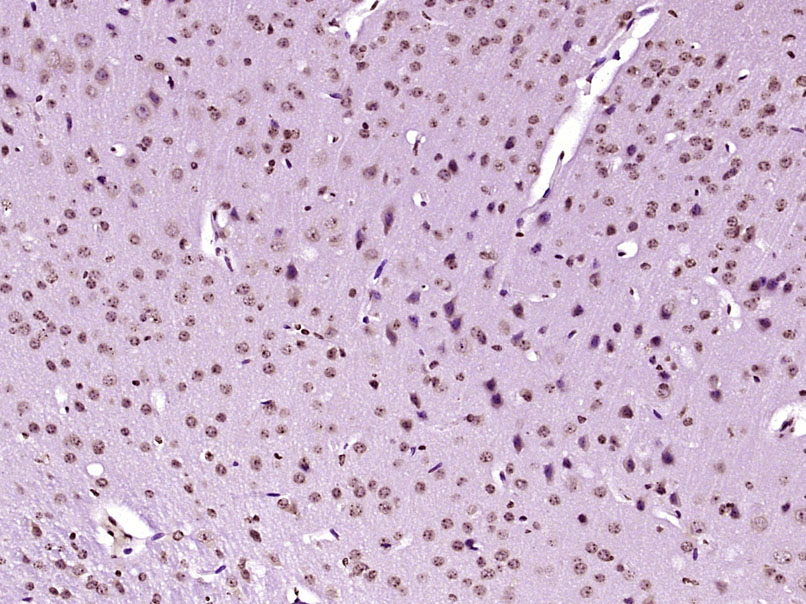 SERBP1 Rabbit pAb(bs-6734R)-50