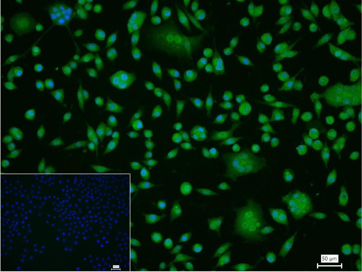 phospho-P53 (Ser392) Rabbit pA