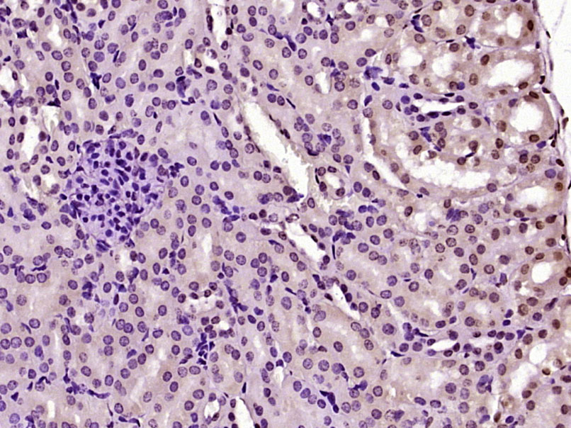 SERBP1 Rabbit pAb(bs-6734R)-50