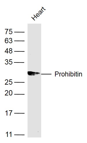 Prohibitin Rabbit pAb(bs-1449R