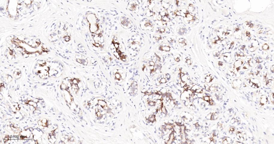 N-cadherin Mouse mAb(bsm-34125