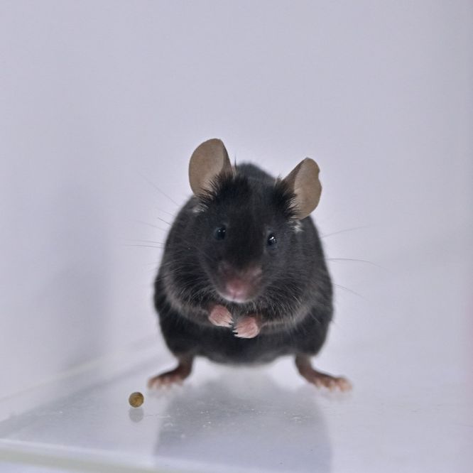 大小鼠肺脏移植模型