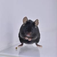 大小鼠肺脏移植模型