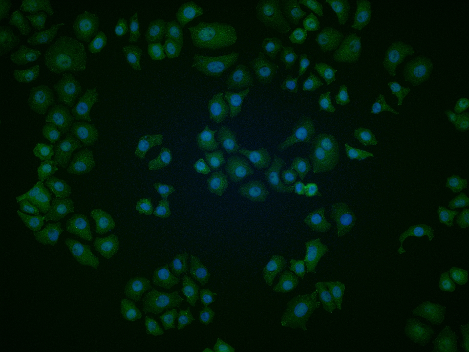 NUF2 Rabbit pAb(bs-7714R)-50ul