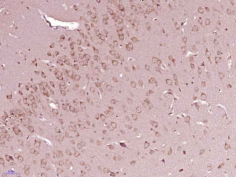 SRC Rabbit pAb(bs-1135R)-50ul/