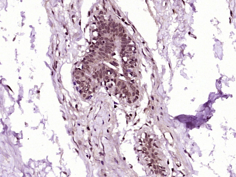 RanBP1 Rabbit pAb(bs-9322R)-50