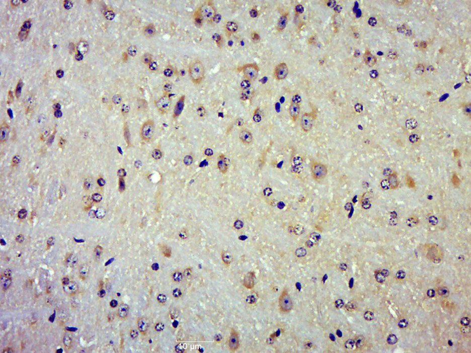 TRAPPCL2 Rabbit pAb(bs-16590R)