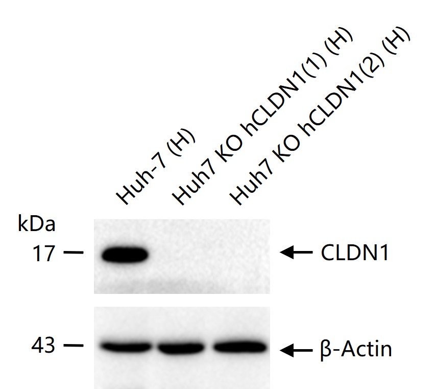 CLDN1 Recombinant Rabbit mAb(b