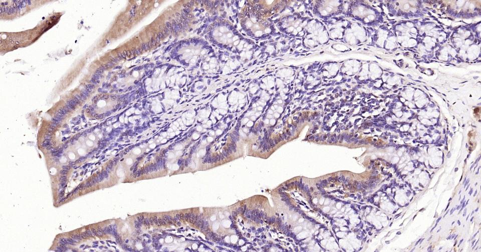 GAPDH Rabbit pAb, Loading Cont