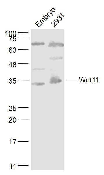 Wnt11 Rabbit pAb(bs-8568R)-50u