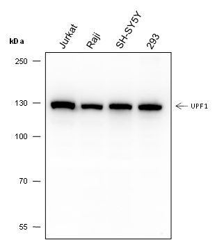UPF1 Recombinant Mouse mAb(bsm